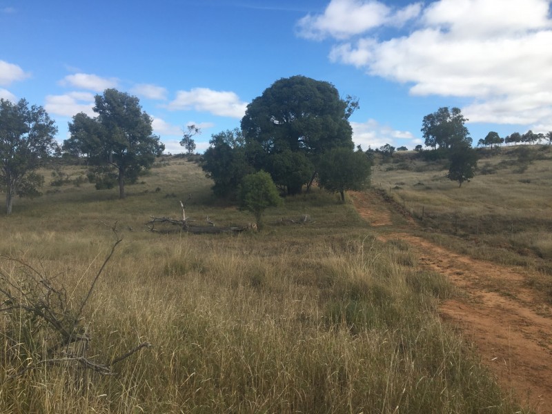 407 Lanreef Road, Roma QLD 4455