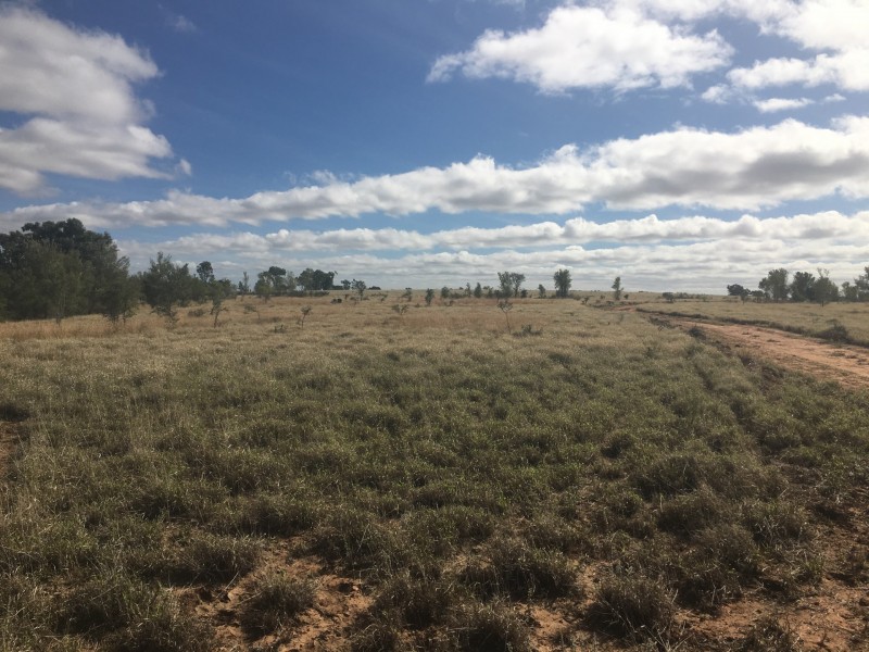 407 Lanreef Road, Roma QLD 4455