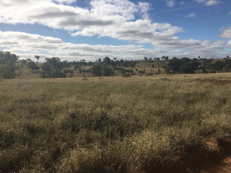 407 Lanreef Road, Roma QLD 4455