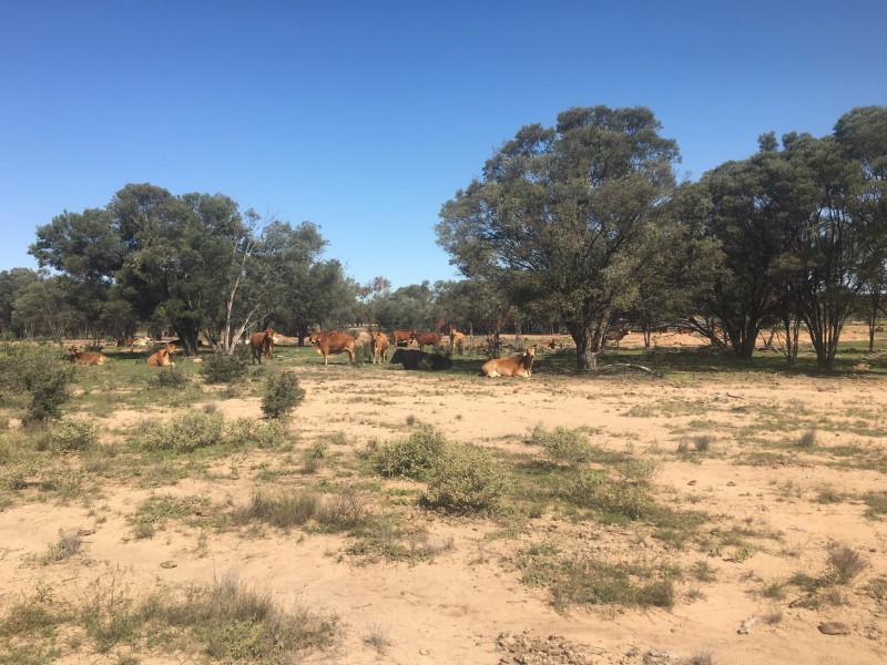 Yanagan/Lot 3 Kinkora Road, Roma QLD 4455