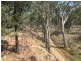Yanagan/Lot 3 Kinkora Road, Roma QLD 4455