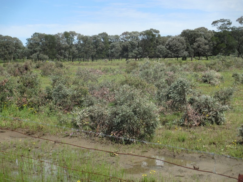 1685 Meandarra-Talwood Road, Meandarra QLD 4422