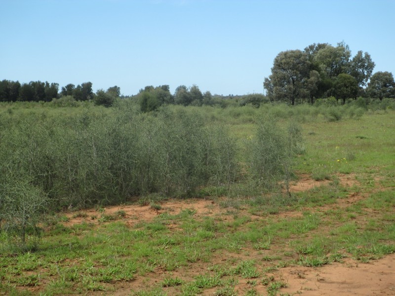 1685 Meandarra-Talwood Road, Meandarra QLD 4422