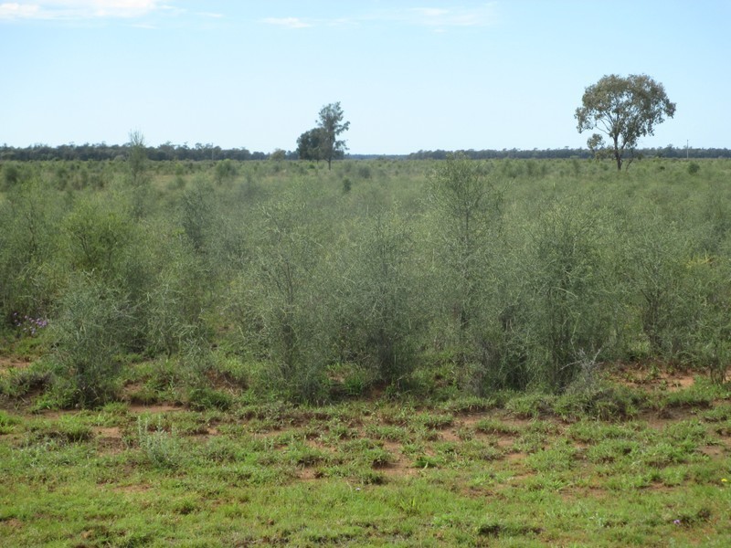 1685 Meandarra-Talwood Road, Meandarra QLD 4422