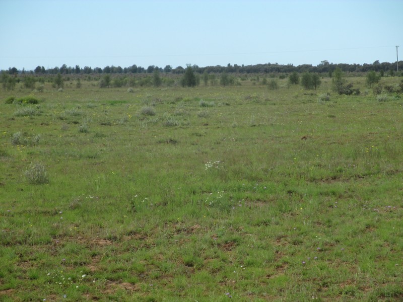 1685 Meandarra-Talwood Road, Meandarra QLD 4422