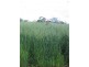 1149 Meandarra-Talwood Road, Meandarra QLD 4422
