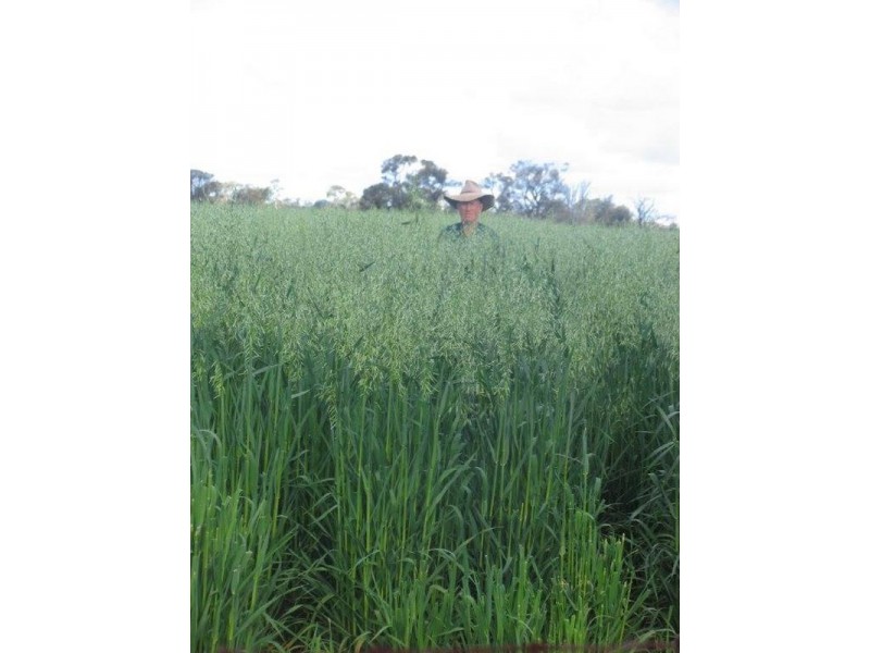 1149 Meandarra-Talwood Road, Meandarra QLD 4422