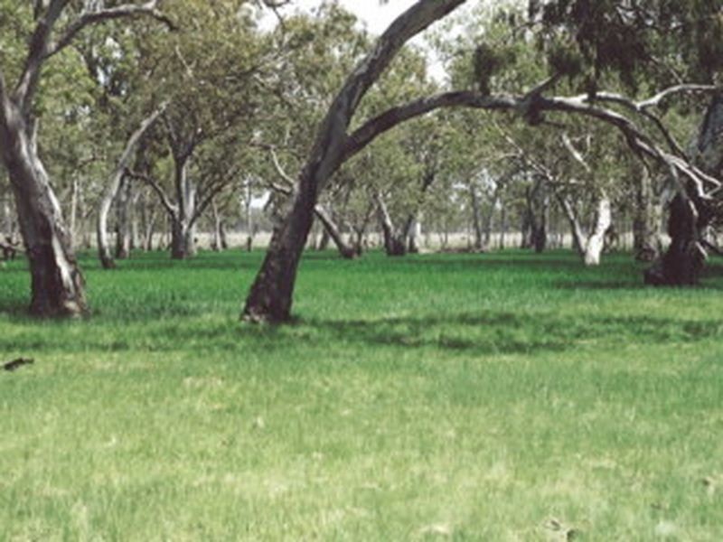 L104 Kooragan Road, Injune QLD 4454