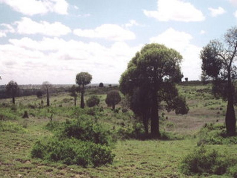 L104 Kooragan Road, Injune QLD 4454