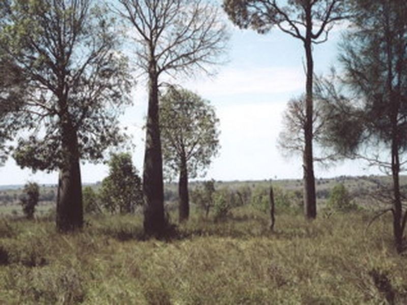 L104 Kooragan Road, Injune QLD 4454