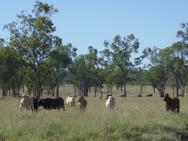 Lot 2 Roma Downs Road, Roma QLD 4455