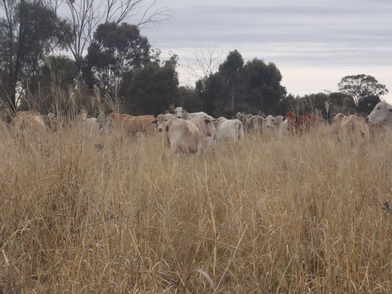 574 Windemere Road, Glenmorgan QLD 4423