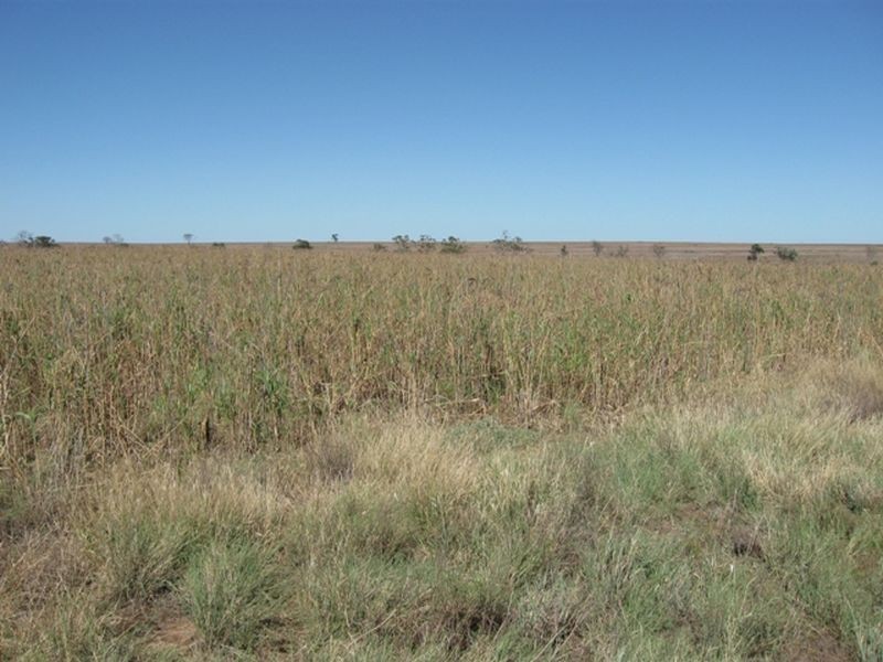 Lot 17 ‘Swerdna Downs’, Surat QLD 4417