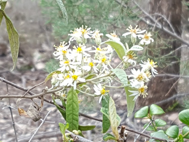 Lot 50 Grafton Terrace Road, Roma QLD 4455
