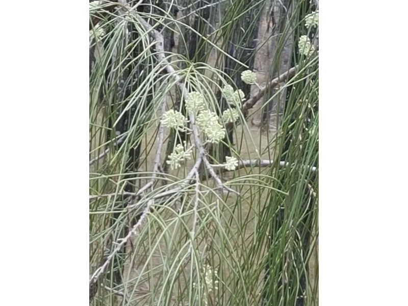 Lot 50 Grafton Terrace Road, Roma QLD 4455