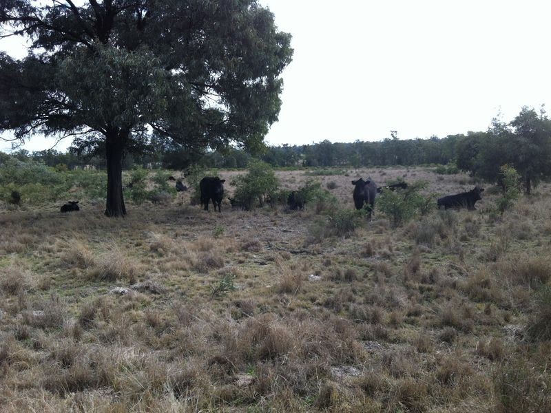 824 Crossroads Road, Yuleba QLD 4427