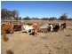 899 Roma/Taroom Road, Roma QLD 4455