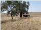 ‘South Pic Massey Lane, Muckadilla QLD 4461