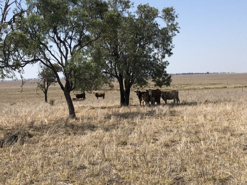 ‘South Pic Massey Lane, Muckadilla QLD 4461