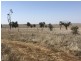 ‘South Pic Massey Lane, Muckadilla QLD 4461