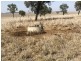 ‘South Pic Massey Lane, Muckadilla QLD 4461