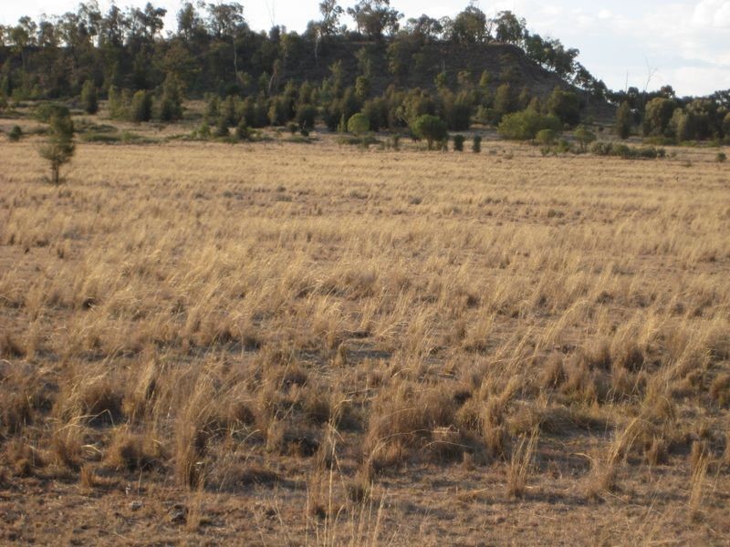 , Wallumbilla QLD 4428