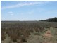 L1 Tambo Road, Augathella QLD 4477