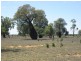 L1 Tambo Road, Augathella QLD 4477