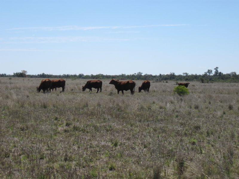 L1 Tambo Road, Augathella QLD 4477