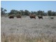 L1 Tambo Road, Augathella QLD 4477