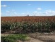 L347 Massey Lane, Muckadilla QLD 4461