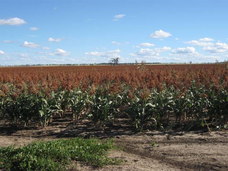 L347 Massey Lane, Muckadilla QLD 4461