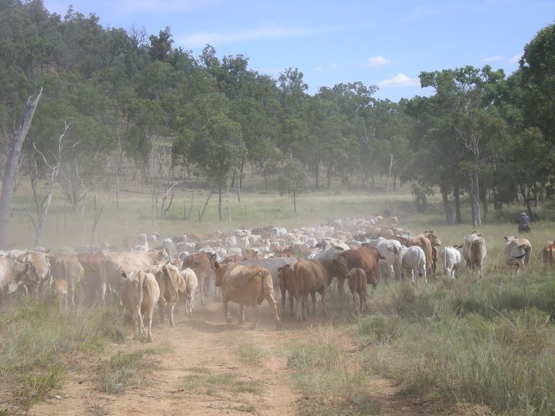 Yellowbank Road, Roma QLD 4455