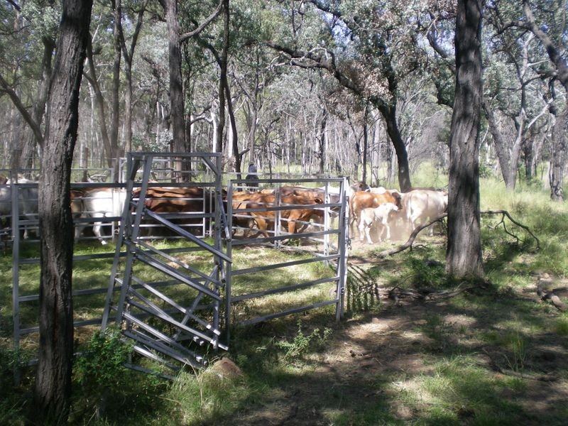 Yellowbank Road, Roma QLD 4455