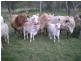 Yellowbank Road, Roma QLD 4455