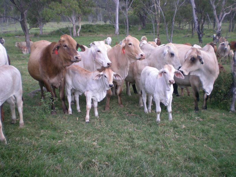 Yellowbank Road, Roma QLD 4455