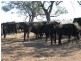 ‘Hillcrest Northern Road, Wallumbilla QLD 4428