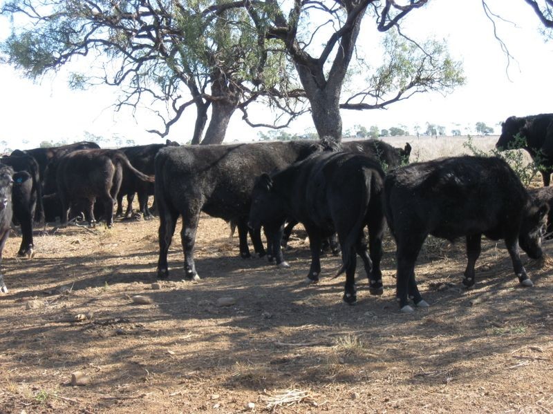 ‘Hillcrest Northern Road, Wallumbilla QLD 4428