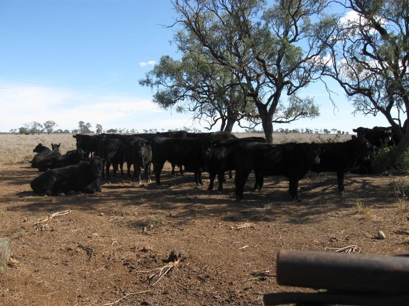 ‘Hillcrest Northern Road, Wallumbilla QLD 4428