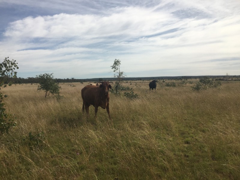 0 Silver Spring Road, Surat QLD 4417