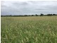 Roma QLD 4455