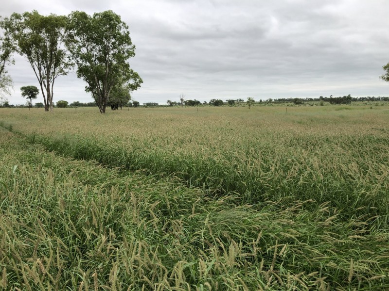 Roma QLD 4455