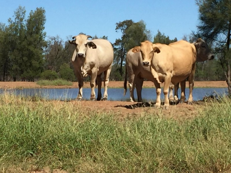 2 Foilview Road, Roma QLD 4455
