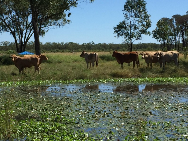 2 Foilview Road, Roma QLD 4455