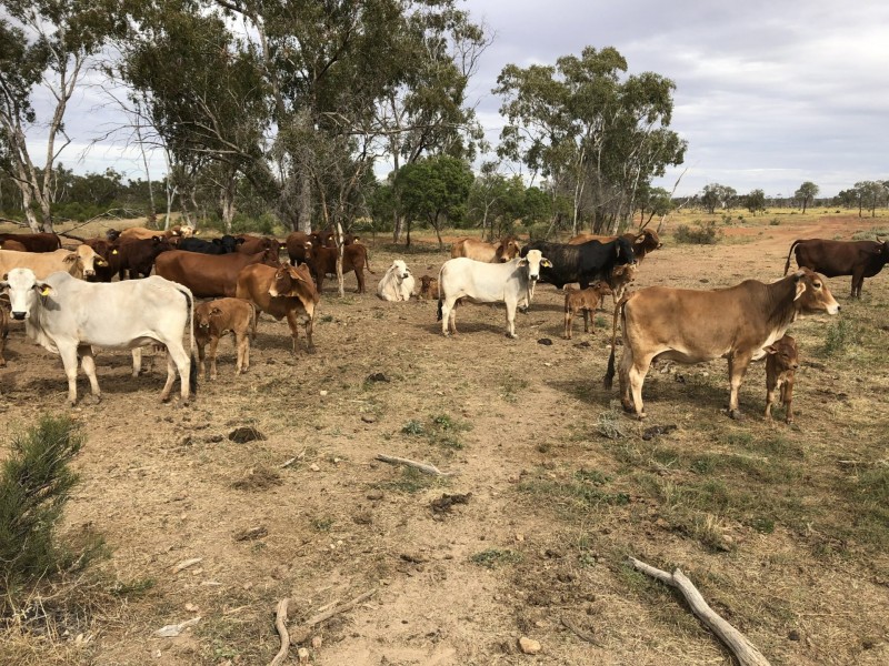 14677 Charleville-Bollon Road, Morven QLD 4468