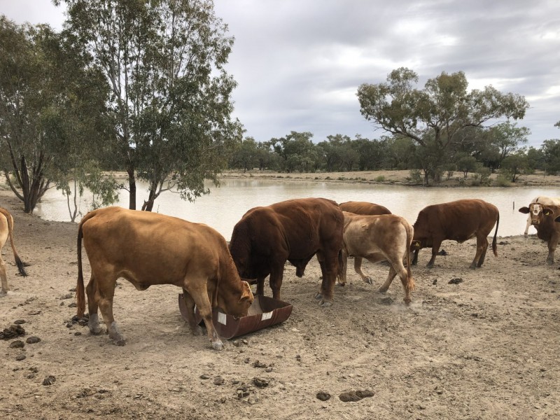 14677 Charleville-Bollon Road, Morven QLD 4468