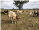 14677 Charleville-Bollon Road, Morven QLD 4468