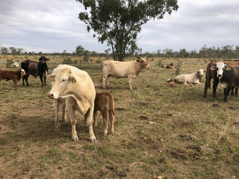 14677 Charleville-Bollon Road, Morven QLD 4468