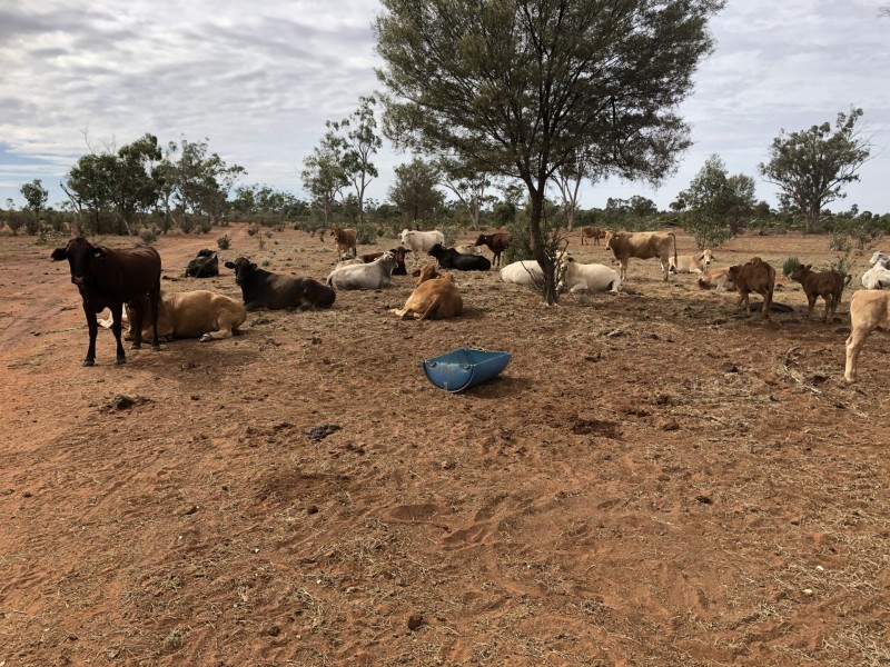 14677 Charleville-Bollon Road, Morven QLD 4468