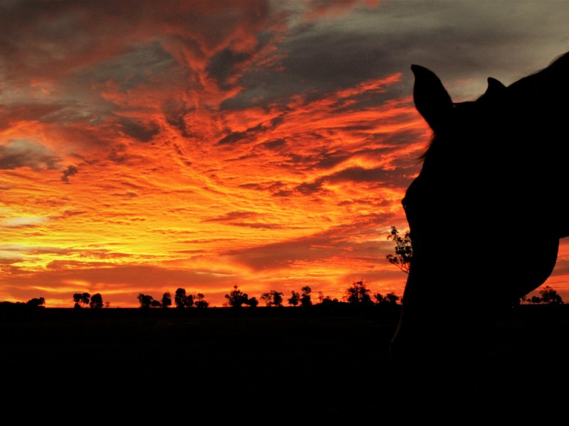 Lot 5 Richardsons Lane, Roma QLD 4455